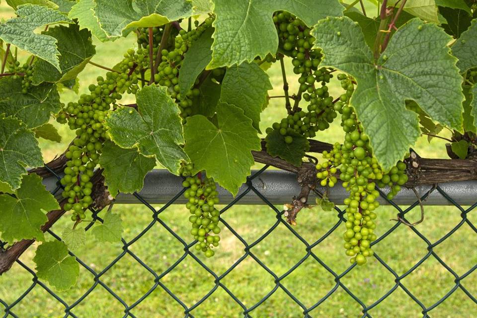 Chain Link Agricultural Fence For crop protection
