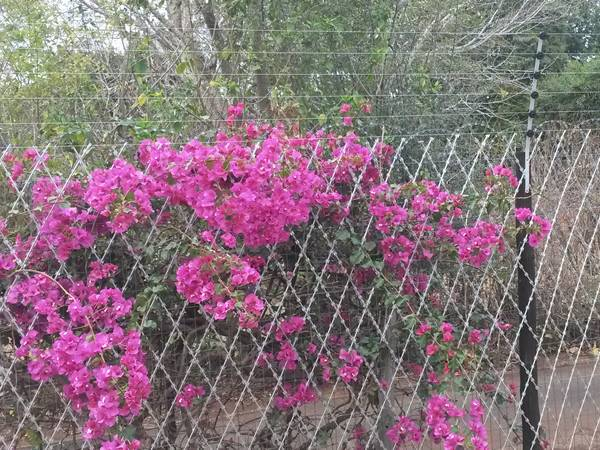 Welded Razor Mesh High Security Fencing